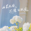 山茶花 读不懂白玫瑰