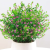 满天星【盆栽植物种植】
