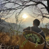 百草深山频道图标