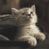 猫咪表情包频道图标