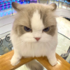 猫咪避风港
