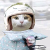 猫meme的频道