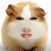 猪妞表情包