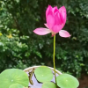 种植