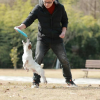 澳洲牧牛犬专题频道