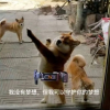 像猫咪一样抱着希望入睡吧