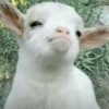 功能