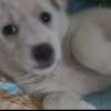 王霸战队