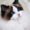 全国宠物猫咪🐱领养聚集地