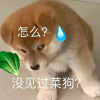 菜狗大队