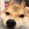频道头部图标