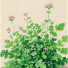 中国植物科普
