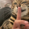 出和收叶罗丽卡