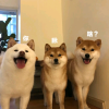 每日沙雕