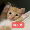 频道头部图标