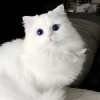 一大群小猫咪能吹出泡泡吗
