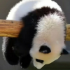 频道头部图标