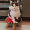 萝卜农场种萝卜