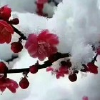 青青小河边恋爱唱歌娱