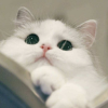 猫咪养猫频道图标